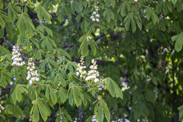 Fototapeta premium The flowers of a chestnut in spring..