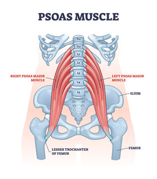 Psoas muscle as deep body muscular system for spine health outline diagram. Labeled educational scheme with ilium, femur and lesser trochanter bones vector illustration. Skeletal hip backbone anatomy.