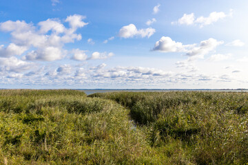 the flooded and green shore of the Achterwasser in Zempin on the island of Usedom in the Baltic Sea