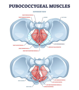 Pubococcygeal muscles group with pubococcygeus, iliococcygeus and puborectalis outline diagram. Labeled educational scheme with anal sphincter and ischiococcygeus musclular system vector illustration.