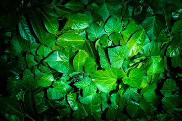 Creative layout made of green leaves. Flat lay. Nature background.