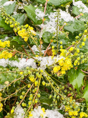 Yellow flowers under the snow