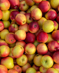 Apples at Farmer's Market. Top view