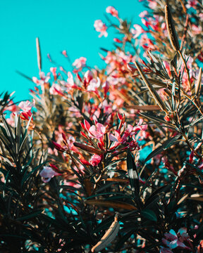 Closeup vertical shot of Oleander flowers