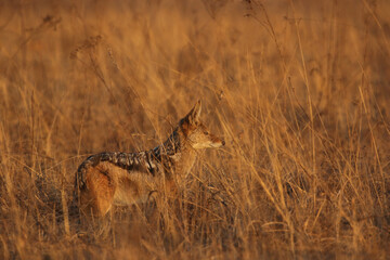 Black-backed Jackal, Pilanesberg National Park