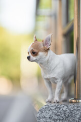 Cute chihuahua dog posing on the background of the urban landscape