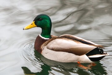 duck on the lake