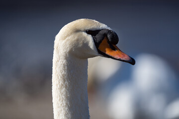 head of swan