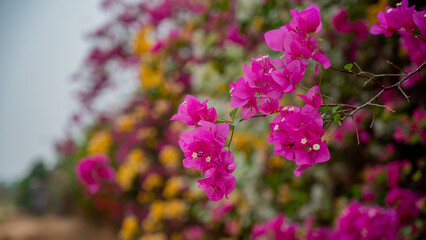 Bougainvillea is a genus of thorny ornamental vines, bushes, and trees belonging to the four o' clock family, Nyctaginaceae.