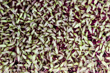 Amaranth microgreens top down view. Fresh healthy sprouts. Vegan and healthy eating concept.