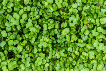 Arugula microgreens top down view. Fresh healthy sprouts. Vegan and healthy eating concept.