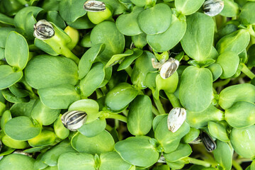 Sunflowers microgreens top down view. Fresh healthy sprouts. Vegan and healthy eating concept.