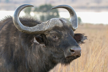 Buffalo, Kruger National Park