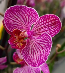 Fototapeta na wymiar orchid flowers grow in the garden