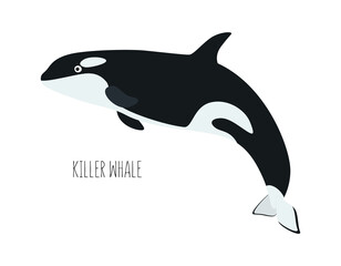 Marine animal, killer whale isolated on white background. underwater inhabitants. Flat vector cartoon