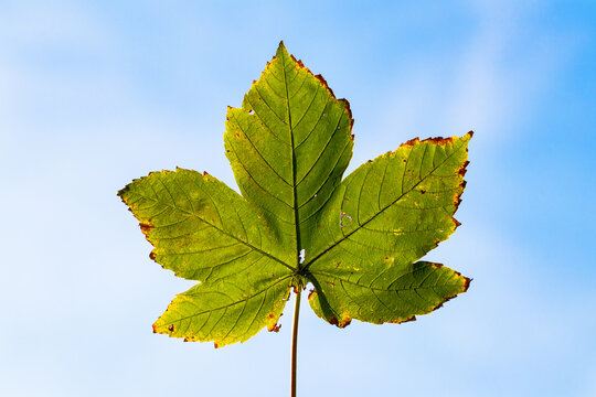 Closeup Shot Of A Green Autumn Leaf On A Blurred Background