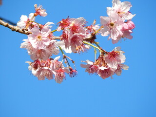 many cherry blossoms in spring