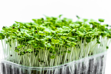 Close-up of Cabbage microgreens on white background. Fresh healthy sprouts. Vegan and healthy eating concept.