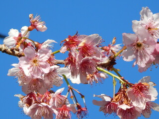 many cherry blossoms in spring