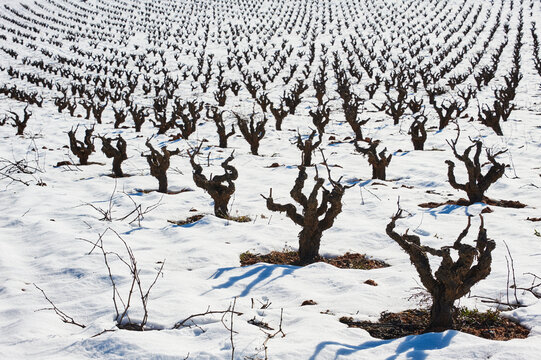 Winter landscapes: Vineyard in a snowy field creating an interesting visual rhythm and texture in Villagordo del Cabriel (province of Valencia, Spain).