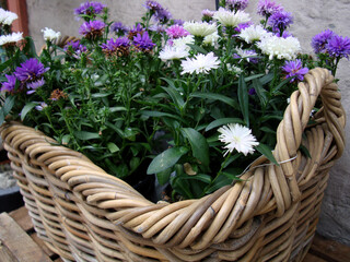 Fototapeta na wymiar White and purple cornflowers known also as bachelor's button on a willow basket. 