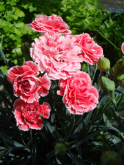 Pink carnations (Dianthus caryophyllus in Latin) in a garden. 