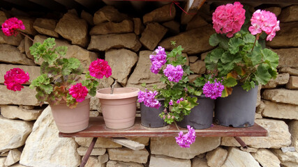 A detail from a rustic stone house decorated with colorful geraniums  in Mazi village, Bodrum (ancient Halikarnassos), Turkey.       