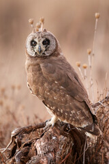 Marsh Owl, Kruger National Park