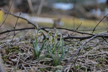 grass in the wind