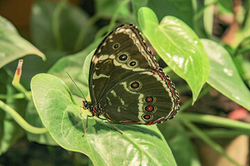 Closeup of a blue banded morpho butterfly showing the underside pattern of its wings