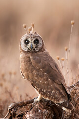 Marsh Owl, Kruger National Park