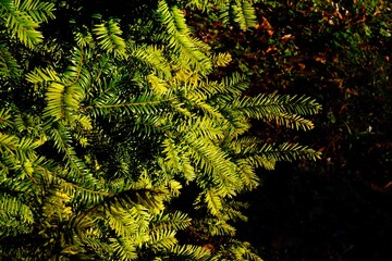 Pine branches, Czech republik