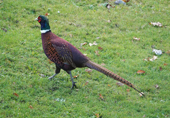 A high angle shot of a male common pheasant walking on the grass. 