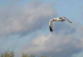 A low angle selective focus shot of a common gull in flight against a blurred cloudy sky background. 