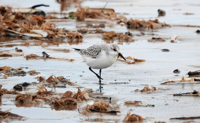 A sanderling walking on the beach at the water's edge looking for food. 