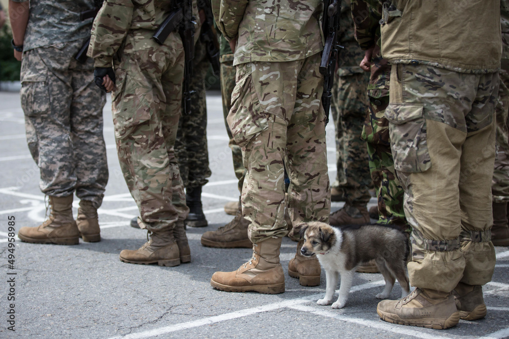 Sticker A puppy attends the construction of soldiers of the National Guard of Ukraine in Kyiv, Ukraine