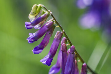 Soft focus of purple hairy vetch flowers blooming at a field