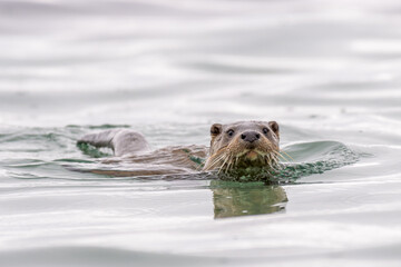 Cute European otter swimming in the sea