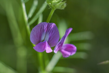 Soft focus of purple vetch flowers at a garden