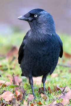 Vertical shot of a black jackdaw