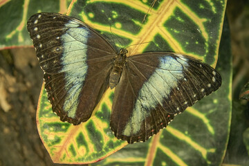 Closeup of a blue banded morpho butterfly showing the dorsal pattern of its wings