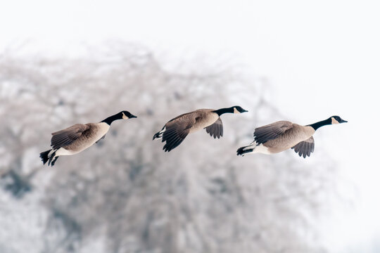 Flock of flying Canada geese in winter