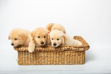 Litter of Furry Golden Retriever Puppies Sitting in Basket Posing, Playing
