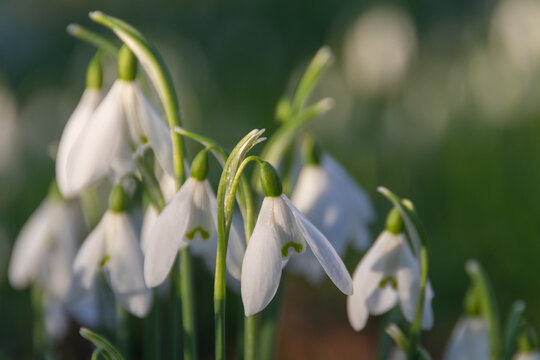 Closeup Of Snowdrop Flowers