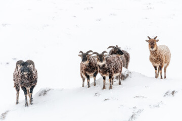 Group of Soay sheep in the snow