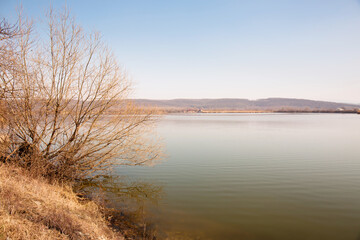 Big bush near the water