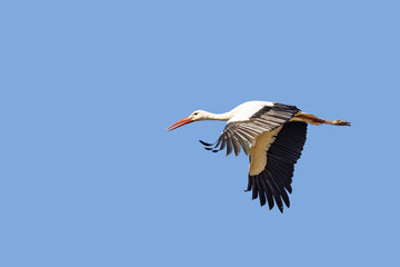 White stork (Ciconia ciconia) in fly © Alfredo