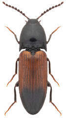 Ampedus balteatus beetle specimen