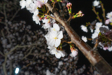 夜桜