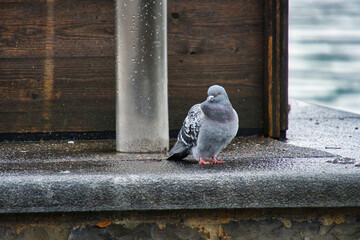 View of the wild pigeon standing on the stone surface on a rainy day